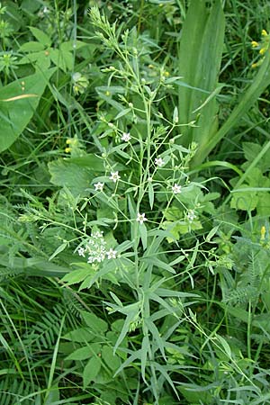 Thesium bavarum \ Bayerischer Bergflachs, Bayerisches Leinblatt / Bavarian Bastard Toadflax, D Hurlach 8.6.2008