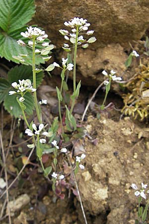 Microthlaspi perfoliatum \ hrchen-Kleintschelkraut, Stngelumfassendes Hellerkraut / Perfoliate Penny-Cress, Claspleaf Penny-Cress, D Leistadt 5.4.2009