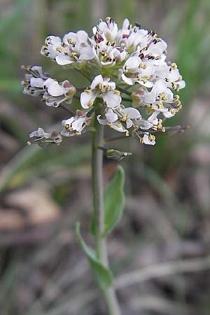 Noccaea caerulescens \ Gebirgs-Hellerkraut, Bluliches Tschelkraut / Alpine Penny-Cress, D Odenwald, Trösel 14.4.2009