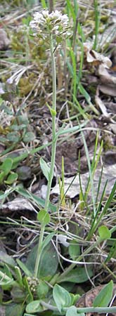 Noccaea caerulescens \ Gebirgs-Hellerkraut, Bluliches Tschelkraut / Alpine Penny-Cress, D Odenwald, Trösel 14.4.2009