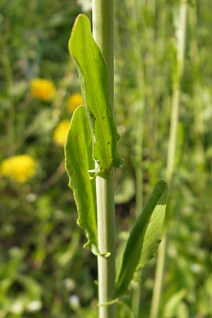 Thlaspi alliaceum \ Lauch-Hellerkraut, D Günzburg 18.4.2009