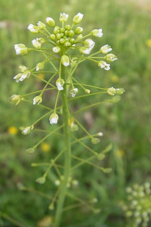 Thlaspi alliaceum \ Lauch-Hellerkraut / Roadside Penny-Cress, Garlic Mustard, D Günzburg 18.4.2009