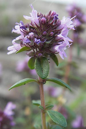 Thymus pulegioides / Large Thyme, D Mannheim 19.6.2009