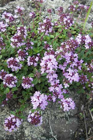 Thymus pulegioides / Large Thyme, D Mannheim 19.6.2009