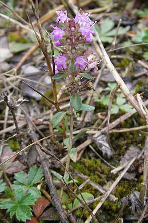 Thymus pulegioides \ Arznei-Thymian, Gemeiner Thymian, D Feuchtwangen 9.10.2009