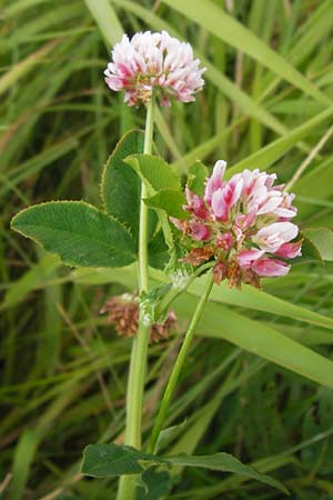 Trifolium hybridum \ Schweden-Klee, D Pfalz, Bellheim 11.7.2013