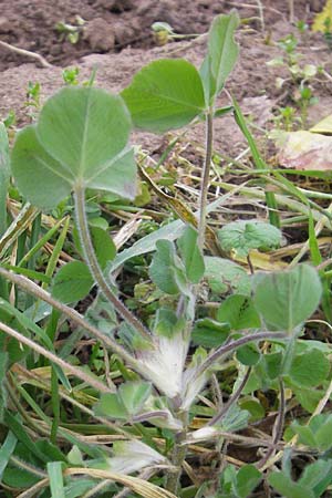 Trifolium incarnatum subsp. incarnatum \ Gewhnlicher Inkarnat-Klee / Crimson Clover, D Deidesheim 27.10.2011