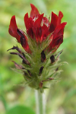 Trifolium incarnatum subsp. incarnatum \ Gewhnlicher Inkarnat-Klee / Crimson Clover, D Deidesheim 27.10.2011