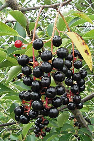 Prunus serotina, Rum Drupes