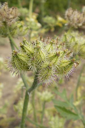 Turgenia latifolia \ Breitblttrige Haftdolde / Greater Bur Parsley, D Botan. Gar.  Universit.  Mainz 11.7.2009