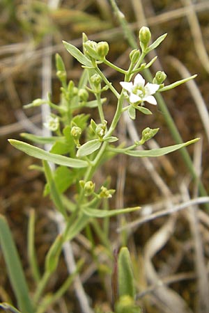 Thesium linophyllon / Bastard Toadflax, D Mainz 31.5.2012