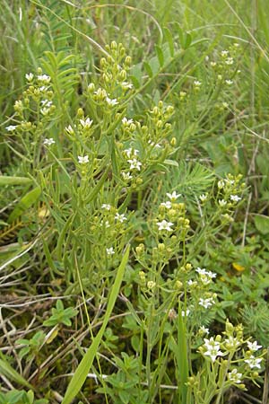 Thesium linophyllon \ Leinblttriger Bergflachs, Mittleres Leinblatt, D Nördlingen 8.6.2012