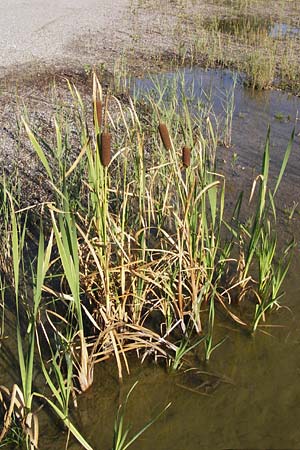 Typha latifolia \ Breitblttriger Rohrkolben, D Philippsburg 14.8.2013