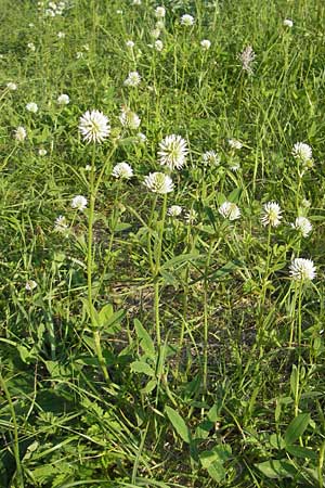 Trifolium montanum \ Berg-Klee / Mountain Clover, D Ketsch 22.5.2012