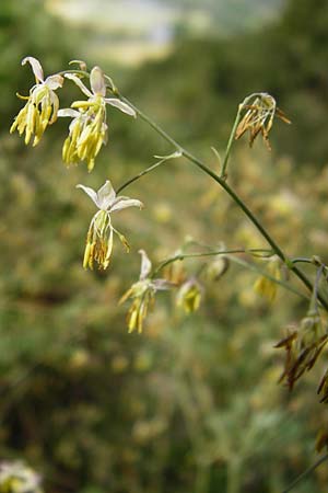 Thalictrum minus \ Kleine Wiesenraute / Lesser Meadow-Rue, D Kinding 15.6.2014