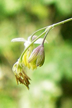 Thalictrum minus \ Kleine Wiesenraute / Lesser Meadow-Rue, D Kinding 15.6.2014