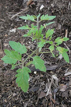 Solanum lycopersicum / Tomato, D Mannheim 25.10.2006