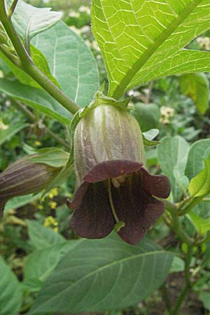 Atropa bella-donna \ Tollkirsche / Deadly Nightshade, D Botan. Gar.  Universit.  Heidelberg 22.5.2007