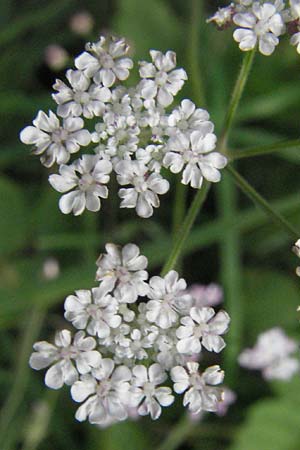 Torilis arvensis \ Acker-Klettenkerbel, D Bensheim 6.7.2007