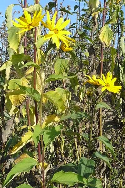 Helianthus tuberosus / Jerusalem Artichoke, D Reilingen 22.9.2007