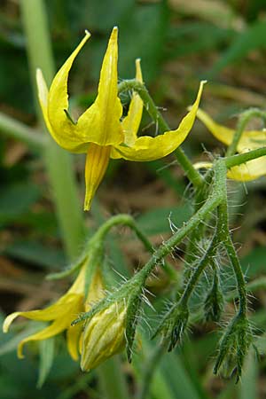 Solanum lycopersicum \ Tomate / Tomato, D Heidelberg 14.9.2008