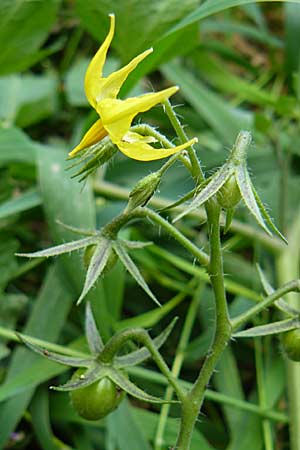 Solanum lycopersicum, Tomato