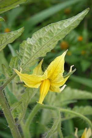 Solanum lycopersicum \ Tomate / Tomato, D Mannheim 9.9.2013