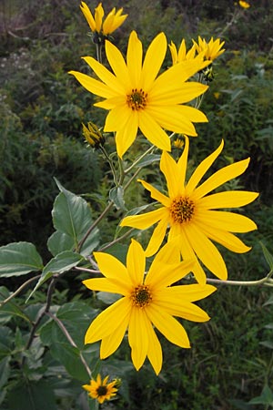 Helianthus tuberosus \ Topinambur, Erdbirne, D Reilingen 20.9.2013