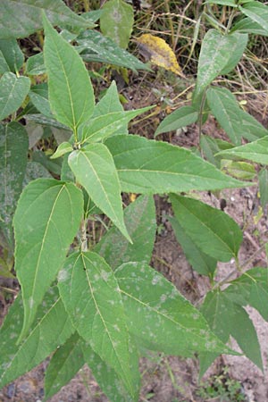 Helianthus tuberosus \ Topinambur, Erdbirne, D Reilingen 20.9.2013