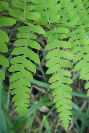 Thelypteris palustris / Marsh Fern, D Bruchsal 24.5.2011