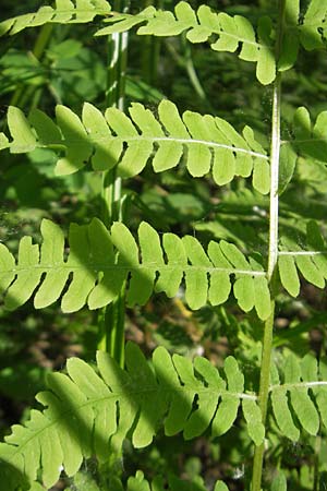 Thelypteris palustris / Marsh Fern, D Bruchsal 24.5.2011