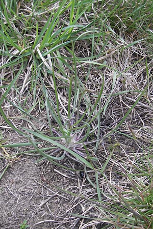 Tragopogon dubius \ Groer Bocksbart, D Schwetzingen 14.4.2012