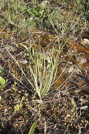 Tragopogon dubius \ Groer Bocksbart / Goat's-Beard, D Schwetzingen 17.4.2012