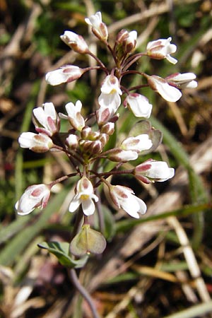 Microthlaspi perfoliatum \ hrchen-Kleintschelkraut, Stngelumfassendes Hellerkraut / Perfoliate Penny-Cress, Claspleaf Penny-Cress, D Neuleiningen 16.3.2014