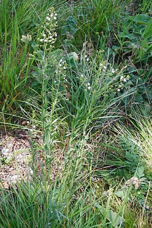 Thesium pyrenaicum \ Pyrenen-Bergflachs, Pyrenen-Leinblatt, D Hechingen 21.6.2014