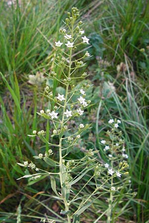 Thesium pyrenaicum \ Pyrenen-Bergflachs, Pyrenen-Leinblatt, D Hechingen 21.6.2014