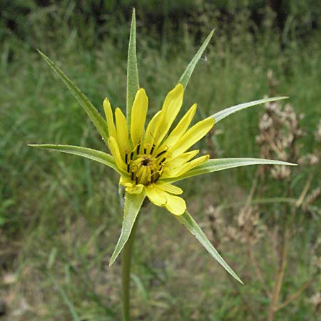 Tragopogon dubius \ Groer Bocksbart, D Viernheim 6.6.2006