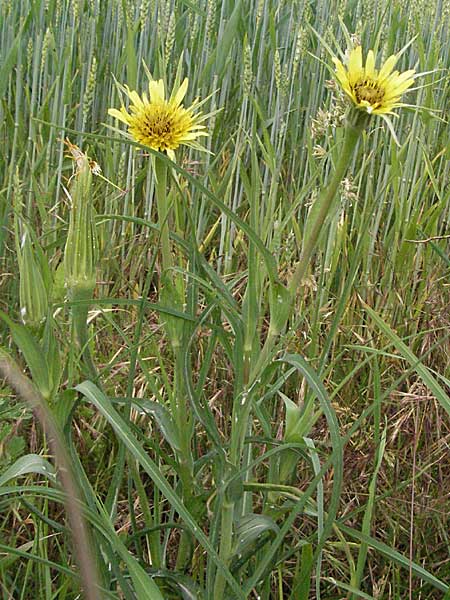 Tragopogon dubius \ Groer Bocksbart / Goat's-Beard, D Neuleiningen 16.6.2006