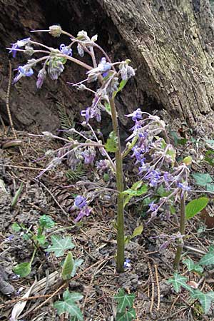 Trachystemon orientalis / Oriental Borage, Abraham-Isaac-Jacob, D Botan. Gar.  Universit.  Heidelberg 17.3.2007