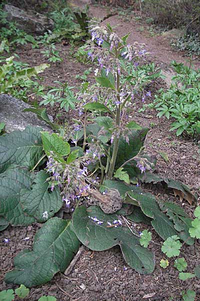 Trachystemon orientalis / Oriental Borage, Abraham-Isaac-Jacob, D Botan. Gar.  Universit.  Heidelberg 17.3.2007