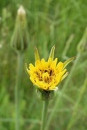 Tragopogon dubius / Goat's-Beard, D Germersheim 9.5.2009