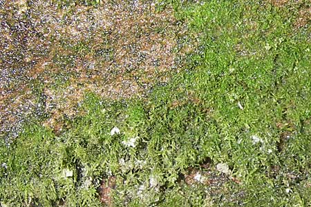 Trichomanes speciosum / Killarney Fern, D Odenwald, Langenthal 18.5.2009