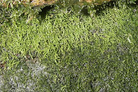 Trichomanes speciosum \ Prchtiger Dnnfarn / Killarney Fern, D Odenwald, Langenthal 18.5.2009