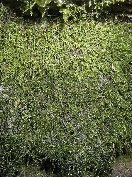 Trichomanes speciosum / Killarney Fern, D Odenwald, Langenthal 18.5.2009