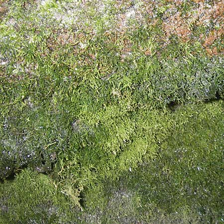 Trichomanes speciosum / Killarney Fern, D Odenwald, Langenthal 18.5.2009