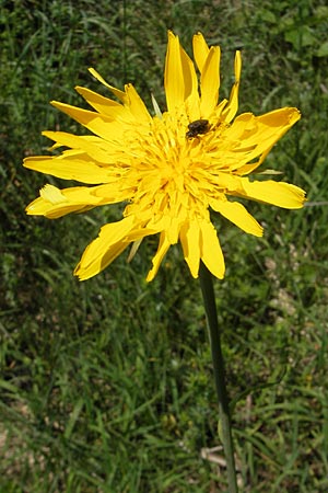 Tragopogon pratensis subsp. orientalis \ stlicher Wiesen-Bocksbart, D Kempten 22.5.2009
