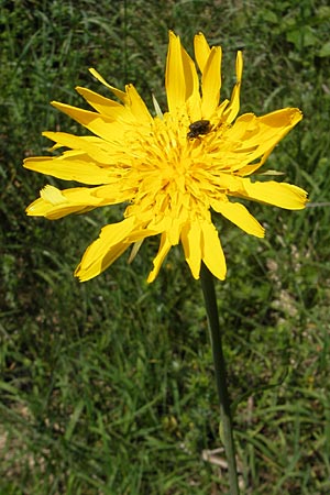 Tragopogon orientalis \ stlicher Wiesen-Bocksbart / Showy Goat's-Beard, D Kempten 22.5.2009