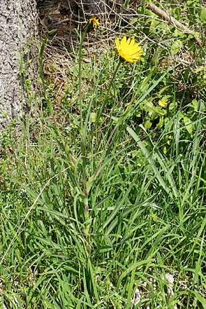 Tragopogon orientalis \ stlicher Wiesen-Bocksbart / Showy Goat's-Beard, D Kempten 22.5.2009