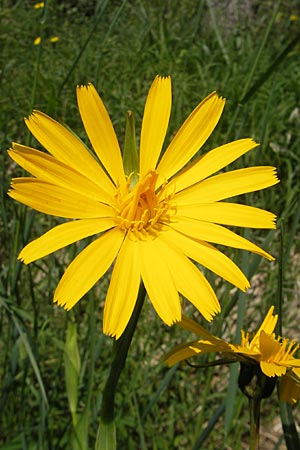 Tragopogon pratensis subsp. orientalis \ stlicher Wiesen-Bocksbart, D Kempten 22.5.2009