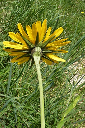 Tragopogon pratensis subsp. orientalis \ stlicher Wiesen-Bocksbart, D Kempten 22.5.2009